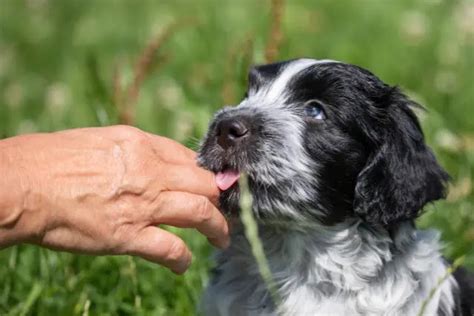 pourquoi mon chien me lèche la main